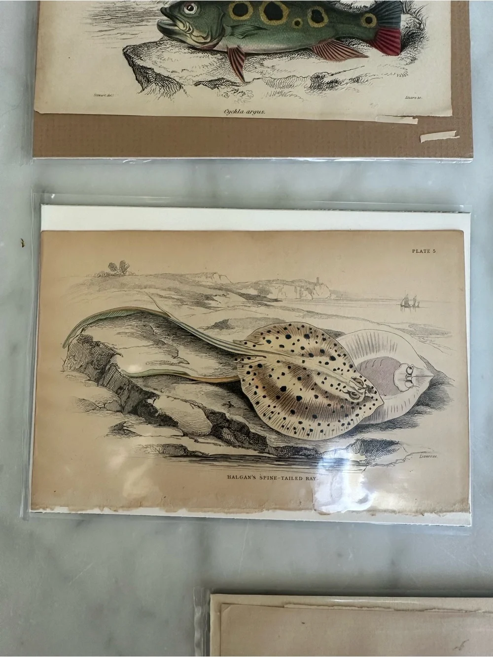 1800s Natural History Jardine Prints Rare Fish 4”x6.5”